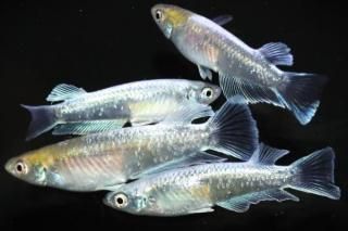 ���ᥭ��ʥ᥹�ġ� �ڸ�ʪ�ۡ�����2ɤ�᥹2ɤ��������L��DD1503