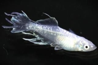 ǡ�� �ڸ�ʪ�ۡ�����1ɤ�᥹1ɤ��������L��DD1504