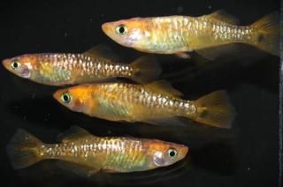 ����ϥ������ڥҥ��� �ڸ�ʪ�ۡ�����2ɤ�᥹2ɤ��������L��DD1505