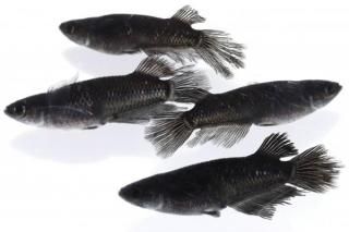 �ߥåɥʥ��ȥե�뼿���ҥ�Ĺ �ڸ�ʪ�ۡ�����2ɤ�᥹2ɤ��������LL��DD1506