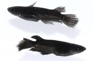 �ߥåɥʥ��ȥե�뼿���ҥ�Ĺ �ڸ�ʪ�ۡ�����1ɤ�᥹1ɤ��������L��DD1507