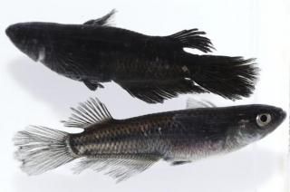 �ߥåɥʥ��ȥե�뼿���ҥ�Ĺ �ڸ�ʪ�ۡ�����1ɤ�᥹1ɤ��������L��DD1508