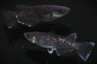 ����ŷ�� �ڸ�ʪ�ۡ�����1ɤ�᥹1ɤ��������L��DD1601