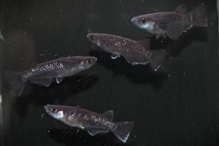 ����ŷ�� �ڸ�ʪ�ۡ�����2ɤ�᥹2ɤ��������L��DD1602