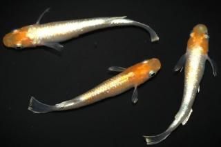 ���ޥƥ饹 �ڸ�ʪ�ۡ�����1ɤ�᥹2ɤ��������L��DD1603