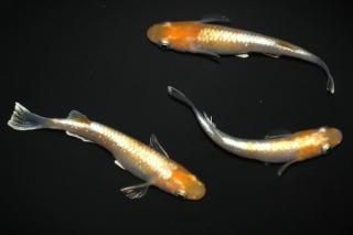 ���ޥƥ饹 �ڸ�ʪ�ۡ�����1ɤ�᥹2ɤ��������L��DD1604