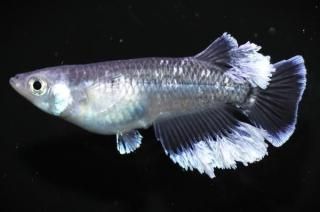 �ĥե��ޡ�����ʥ᥹B�η��� �ڸ�ʪ�ۡ�����1ɤ�᥹1ɤ��������LL��DD1605