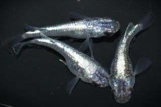 �ͥץ��塼�󥷥硼�� �ڸ�ʪ�ۡ�����1ɤ�᥹2ɤ��������L��DD1606