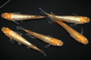 ���ַϥ��ޥƥ饹 �ڸ�ʪ�ۡ�����2ɤ�᥹3ɤ��������L��DD1608