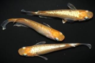 ���ַϥ��ޥƥ饹 �ڸ�ʪ�ۡ�����1ɤ�᥹2ɤ��������L��DD1609