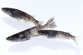 ������� �ڸ�ʪ�ۡ�����1ɤ�᥹2ɤ��������L��DD1610