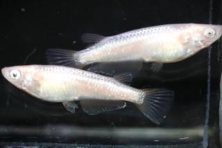 <img class='new_mark_img1' src='https://img.shop-pro.jp/img/new/icons1.gif' style='border:none;display:inline;margin:0px;padding:0px;width:auto;' />�ߥ顼���� �ڸ�ʪ�ۡ�����1ɤ�᥹1ɤ��������M��L��DD3102