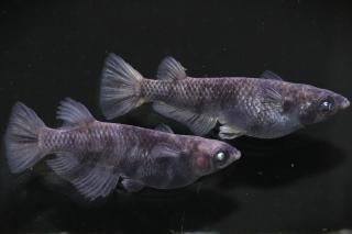 <img class='new_mark_img1' src='https://img.shop-pro.jp/img/new/icons1.gif' style='border:none;display:inline;margin:0px;padding:0px;width:auto;' />����Ʃ���ڥ��������� �ڸ�ʪ�ۡ�����1ɤ�᥹1ɤ��������L��DD3107