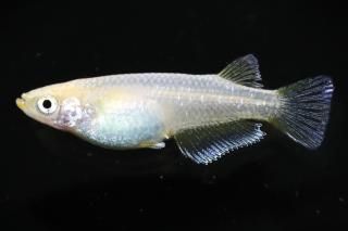 <img class='new_mark_img1' src='https://img.shop-pro.jp/img/new/icons1.gif' style='border:none;display:inline;margin:0px;padding:0px;width:auto;' />�ե����ȥ������� �ڸ�ʪ�ۡ�����1ɤ�᥹1ɤ��������M��EJ0411