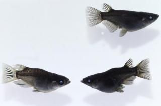 �֥롼��������� �ڸ�ʪ�ۡ�����1ɤ�᥹2ɤ��������L��DD1701