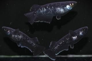 �ߥåɥʥ��ȥե�뼿�� �ڸ�ʪ�ۡ�����1ɤ�᥹2ɤ��������LL��DD1703