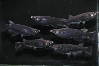 �ӡ��ʥ᥹���B�η������ �ڸ�ʪ�ۡ�����3ɤ�᥹3ɤ��������L��DD1704