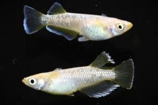 �ե����ȥ������� �ڸ�ʪ�ۡ�����1ɤ�᥹1ɤ��������L��DD1708