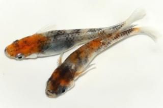 ���ȶ̶� �ڸ�ʪ�ۡ�����1ɤ�᥹1ɤ��������L��DD1709