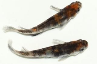 ���ȶ̶� �ڸ�ʪ�ۡ�����1ɤ�᥹1ɤ��������L��DD1710