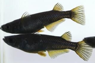 ������ �ڸ�ʪ�ۡ�����2ɤ�᥹2ɤ��������M��L��DD1712