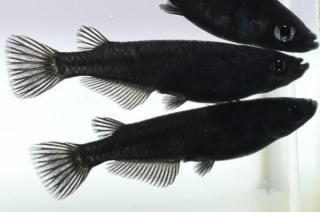 ������ �ڸ�ʪ�ۡ�����2ɤ�᥹3ɤ��������M��L��DD1713