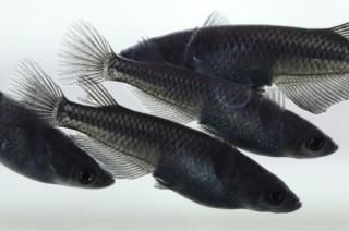 ������ �ڸ�ʪ�ۡ�����3ɤ�᥹3ɤ��������M��L��DD1714