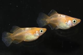 ��ŷ�� �ڸ�ʪ�ۡ�����1ɤ�᥹2ɤ��������M��L��DD1715