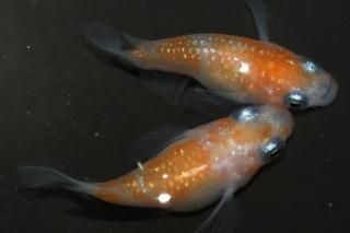 ���������� �ڸ�ʪ�ۡ�����1ɤ�᥹1ɤ��������M��L��DD1716