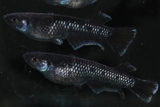 �ߥåɥʥ��ȥե�뼿�� �ڸ�ʪ�ۡ�����2ɤ�᥹2ɤ��������M��L��DD1717