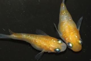 ��������� �ڸ�ʪ�ۡ�����2ɤ�᥹2ɤ��������M��DD1718