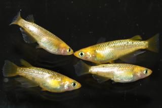 �쥯�ꥹ �ڸ�ʪ�ۡ�����2ɤ�᥹2ɤ��������M��L��DD1719