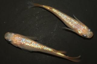 ������NEO �ڸ�ʪ�ۡ�����1ɤ�᥹1ɤ��������M��L��DD1720