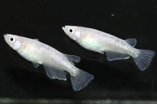 �ۥ磻�ȥ������������� �ڸ�ʪ�ۡ�����1ɤ�᥹1ɤ��������M��L��DD1721