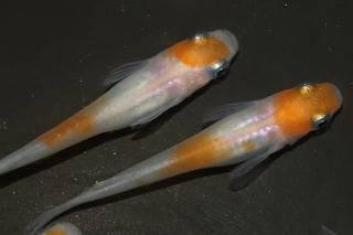 ��Į �ڸ�ʪ�ۡ�����2ɤ�᥹2ɤ��������M��L��DD1722