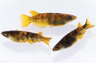 �����ϥ��������� �ڸ�ʪ�ۡ�����1ɤ�᥹2ɤ��������L��DD1802