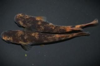 ������ �ڸ�ʪ�ۡ�����1ɤ�᥹1ɤ��������L��DD1803