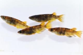 ������ �ڸ�ʪ�ۡ�����2ɤ�᥹2ɤ��������L��DD1804