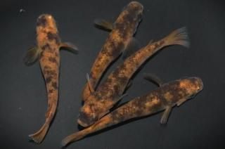 ������ �ڸ�ʪ�ۡ�����2ɤ�᥹2ɤ��������L��DD1805