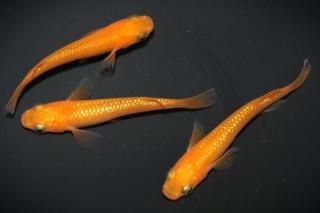 �̵��ޥ�� �ڸ�ʪ�ۡ�����1ɤ�᥹2ɤ��������M��L��DD1806