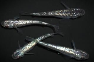 �ԥ󥯥��ե�����NEO�ߥ�ƥ�F2 �ڸ�ʪ�ۡ�����2ɤ�᥹2ɤ��������M��L��DD1807