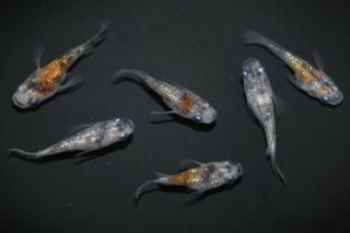 ����������ޡʷ�������� �ڸ�ʪ�ۡ�����3ɤ�᥹3ɤ��������M��DD1808