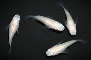 �ԥ奢�ۥ磻�ȥ���� �ڸ�ʪ�ۡ�����2ɤ�᥹2ɤ��������M��L��DD1809