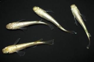 ����С���� �ڸ�ʪ�ۡ�����2ɤ�᥹2ɤ��������M��L��DD1810