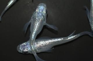 �ͥץ��塼�󥷥硼�� �ڸ�ʪ�ۡ�����2ɤ�᥹2ɤ��������M��L��DD1811