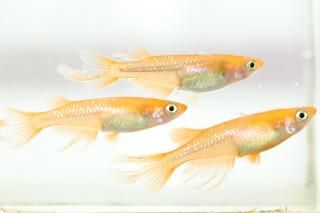 ���¹��򥹥������Bɽ���� �ڸ�ʪ�ۡ�����2ɤ�᥹2ɤ��������M��L��DD1813