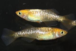 ����ϥ������ڥҥ��� �ڸ�ʪ�ۡ�����1ɤ�᥹2ɤ��������M��L��DD1814