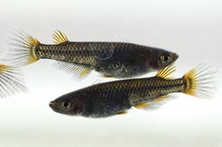 է�� �ڸ�ʪ�ۡ�����2ɤ�᥹2ɤ��������M��DD1815