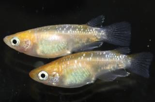 ����Ⱦ����� �ڸ�ʪ�ۡ�����1ɤ�᥹2ɤ��������M��L��DD1816