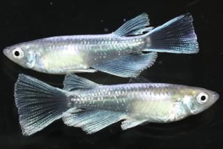 �Ĵ�Ƿ�ꥢ����󥰥ե��� �ڸ�ʪ�ۡ�����1ɤ�᥹1ɤ��������M��L��DD1817